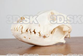 Skull photo reference 0027